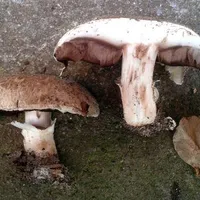 Agaricus bisporus