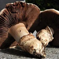 Agaricus bitorquis