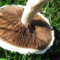 Agaricus campestris