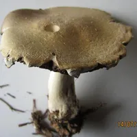 Agaricus sylvicola