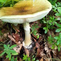 Amanita phalloides