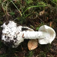 Amanita virosa