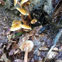 Armillaria mellea