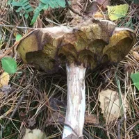 Boletus edulis