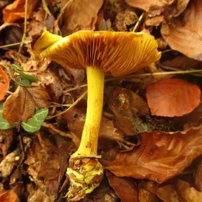 Calonarius splendens