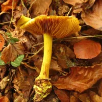 Calonarius splendens