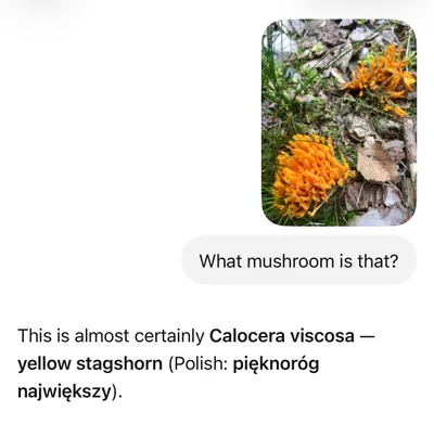 An AI chat identifies a vivid yellow-orange, coral-like mushroom growing on a mossy forest floor.