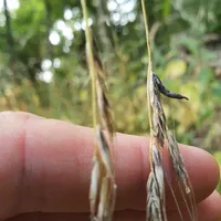 Claviceps purpurea