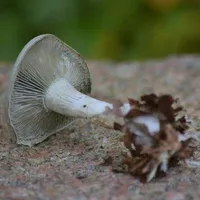 Clitocybe odora