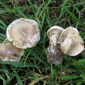 Clitocybe rivulosa