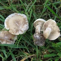 Clitocybe rivulosa
