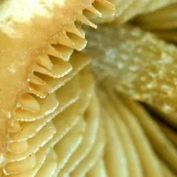 Conocybe rugosa