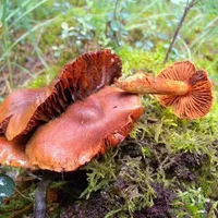 Cortinarius rubellus