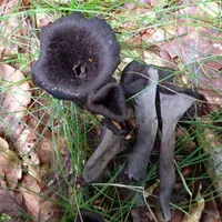 Craterellus cornucopioides
