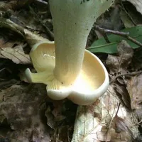 Entoloma sinuatum