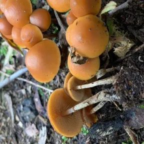Galerina marginata