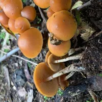 Galerina marginata