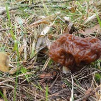 Gyromitra esculenta