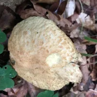 Gyroporus cyanescens
