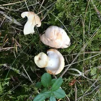 Hydnum repandum