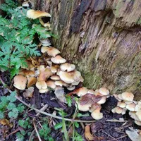Hypholoma fasciculare
