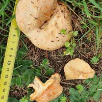 Lactarius deliciosus
