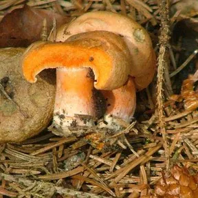 Lactarius deterrimus