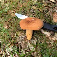 Lactifluus volemus