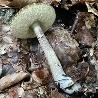 Leccinellum pseudoscabrum
