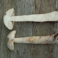 Leccinum scabrum