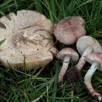 Lepiota brunneoincarnata
