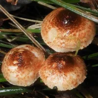 Lepiota castanea