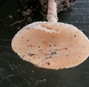 Lepiota subincarnata