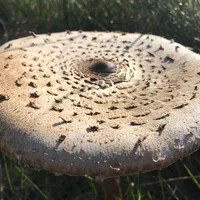 Macrolepiota procera