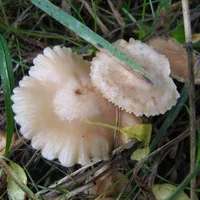 Marasmius oreades