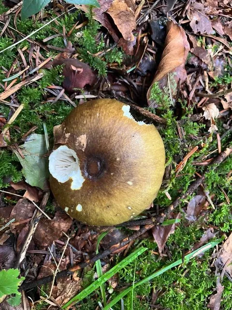 Photo of death cap (Amanita phalloides)