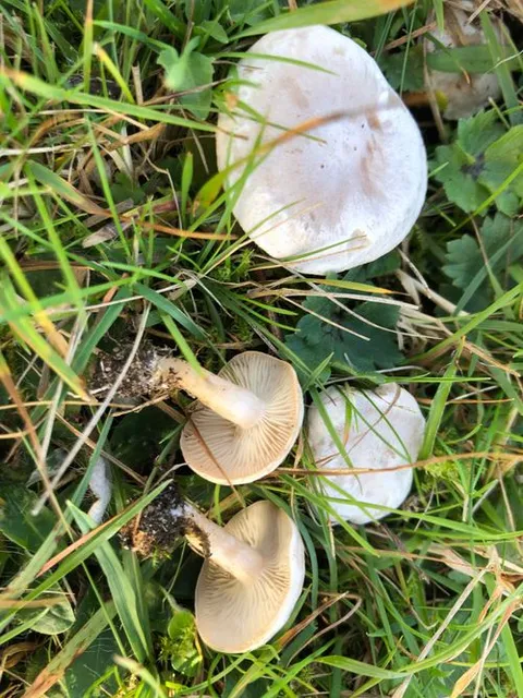 Photo of fool's funnel (Clitocybe rivulosa)