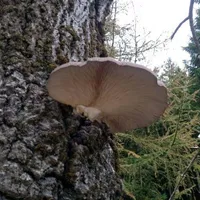Pleurotus ostreatus