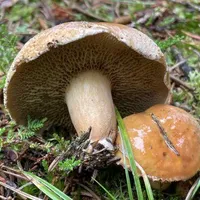 Suillus bovinus