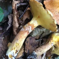 Suillus grevillei