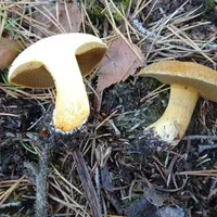 Suillus variegatus