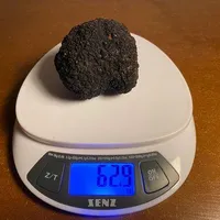 Tuber aestivum
