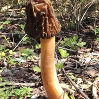 Verpa bohemica