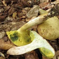 Xerocomus subtomentosus